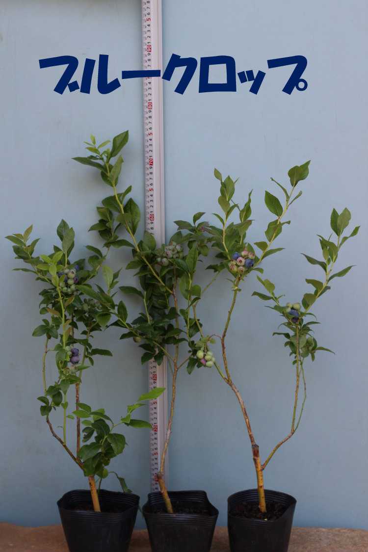 楽天市場】チャンドラー＆ブルークロップ世界最大ハイブッシュ