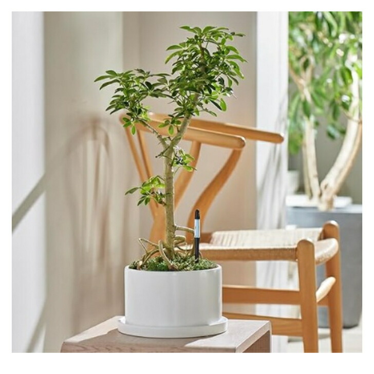 楽天市場】水やりチェッカー サスティー S/M/L（ホワイト/ブラック