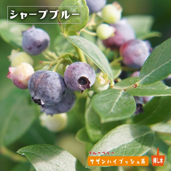 楽天市場】【シャープブルー】 サザンハイブッシュ系 2年生挿木苗