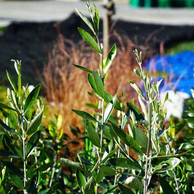 楽天市場】【カラマタ】 オリーブの木 2年生接木苗 : 苗木部 by 花