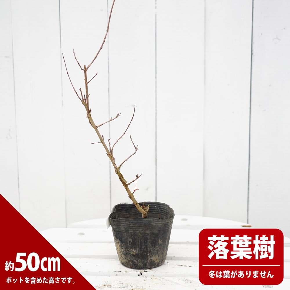 楽天市場】ザクロ苗 【紅風車】 3.5号ポット苗 【ハナヒロバリュー