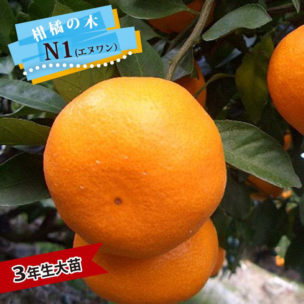 楽天市場】楽天スーパーセール対象商品 みかん 苗木 【日南の姫】 極