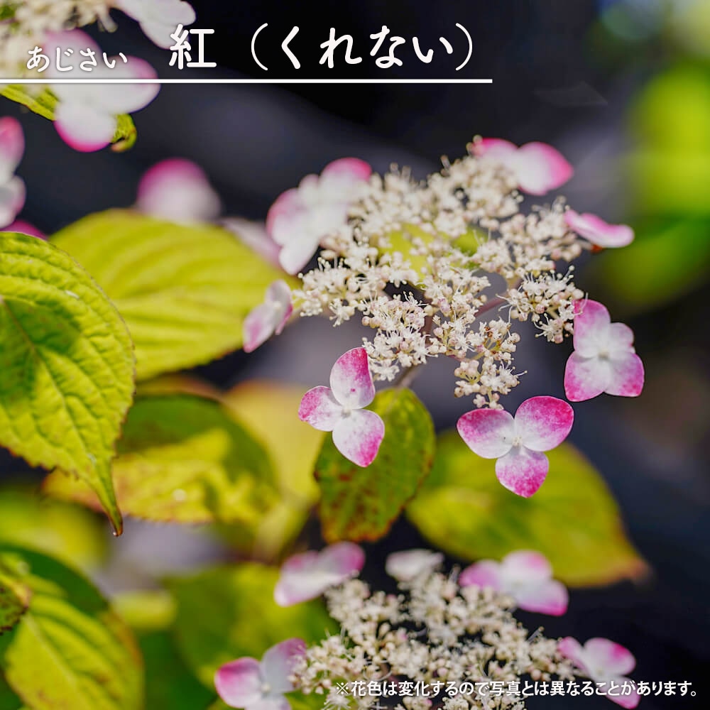 楽天市場】紫陽花 ヤマアジサイ 【紅（くれない）】 3号ポット苗