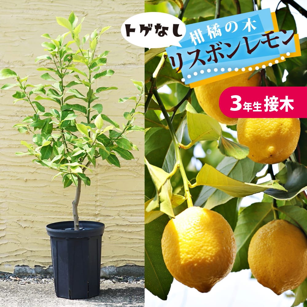 楽天市場】寒さに強いレモンの木 鉢植え【選抜トゲなしリスボン】 3