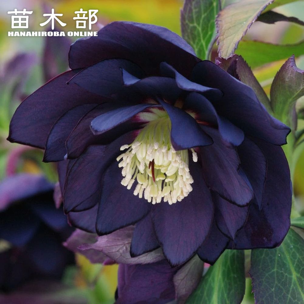 楽天市場】【ブラックスワン】 八重咲きクリスマスローズ 3号ポット 苗