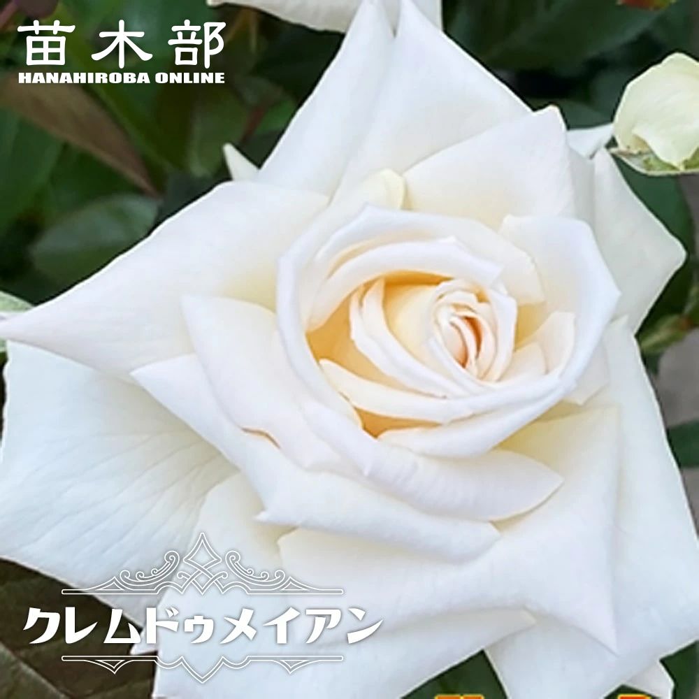 楽天市場】四季咲きバラ苗 【クレムドゥメイアン】 2年生大苗 6号