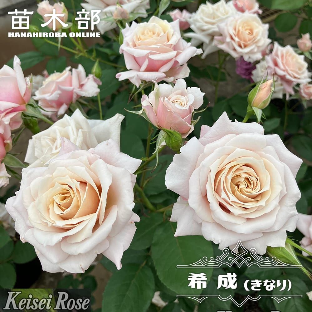楽天市場】四季咲きバラ苗 【希成（HT）】 2年生大苗 登録品種・品種