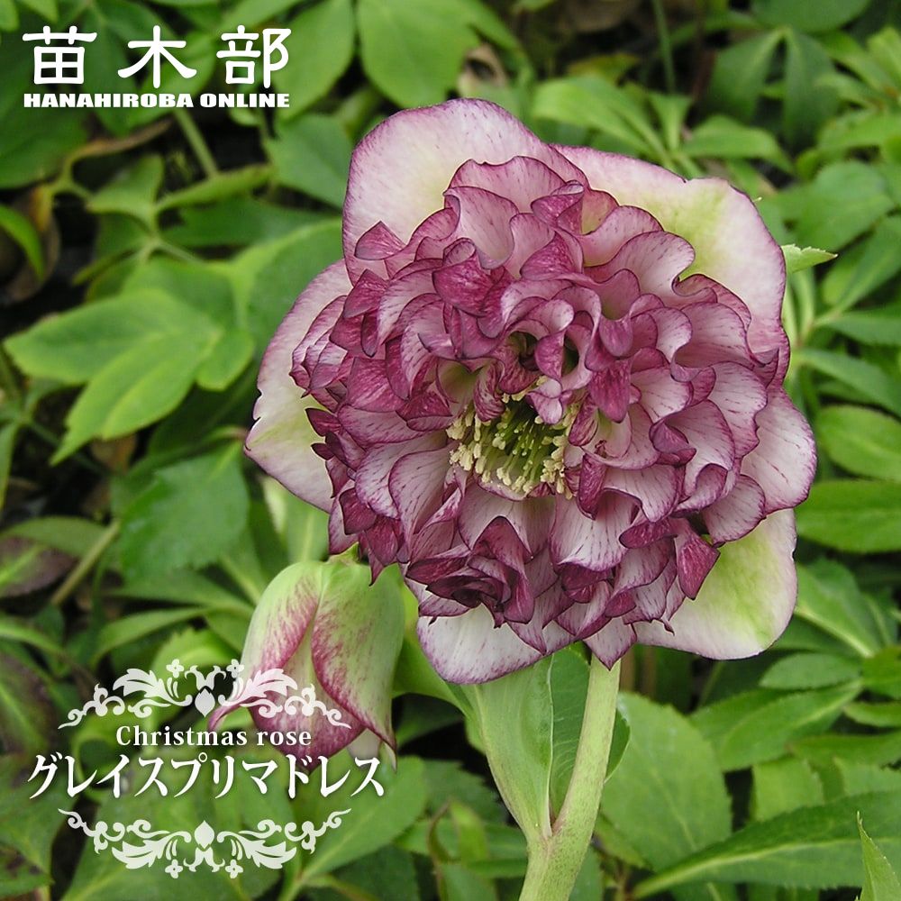 楽天市場】楽天スーパーセール対象商品 【グレイスプリマドレス