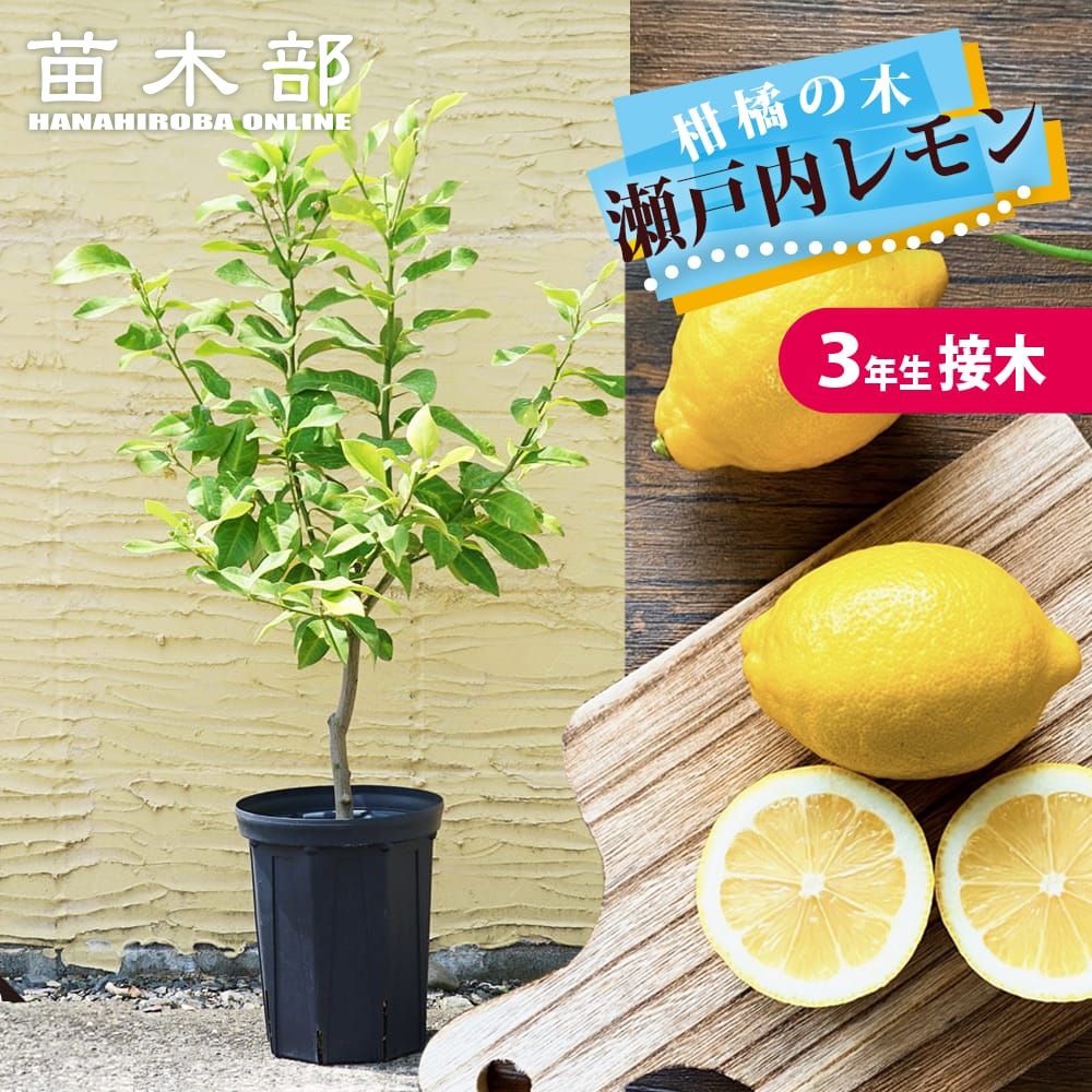 楽天市場】レモンの木 鉢植え 【瀬戸内レモン】 3年生接木大苗 7号