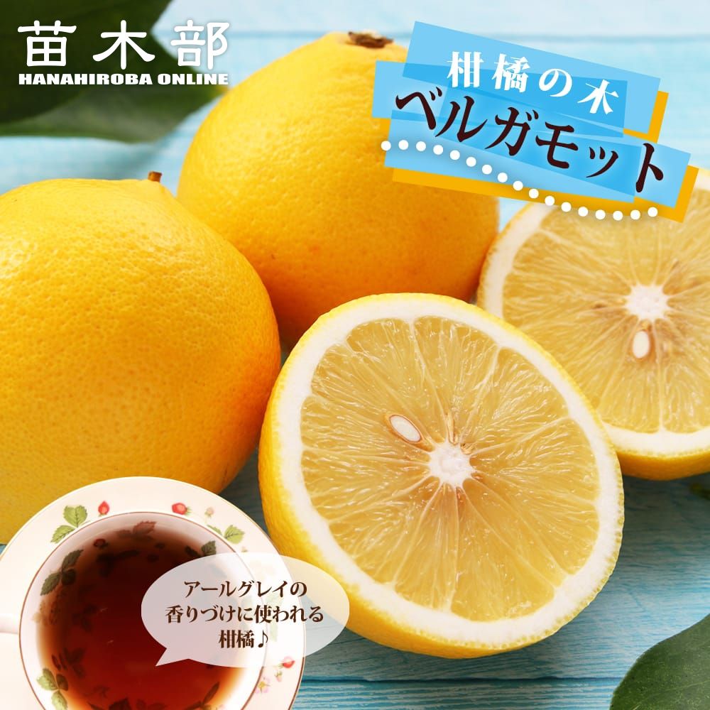 楽天市場】【ベルガモット】 オレンジ (バロチン) 1年生接木苗 : 苗木