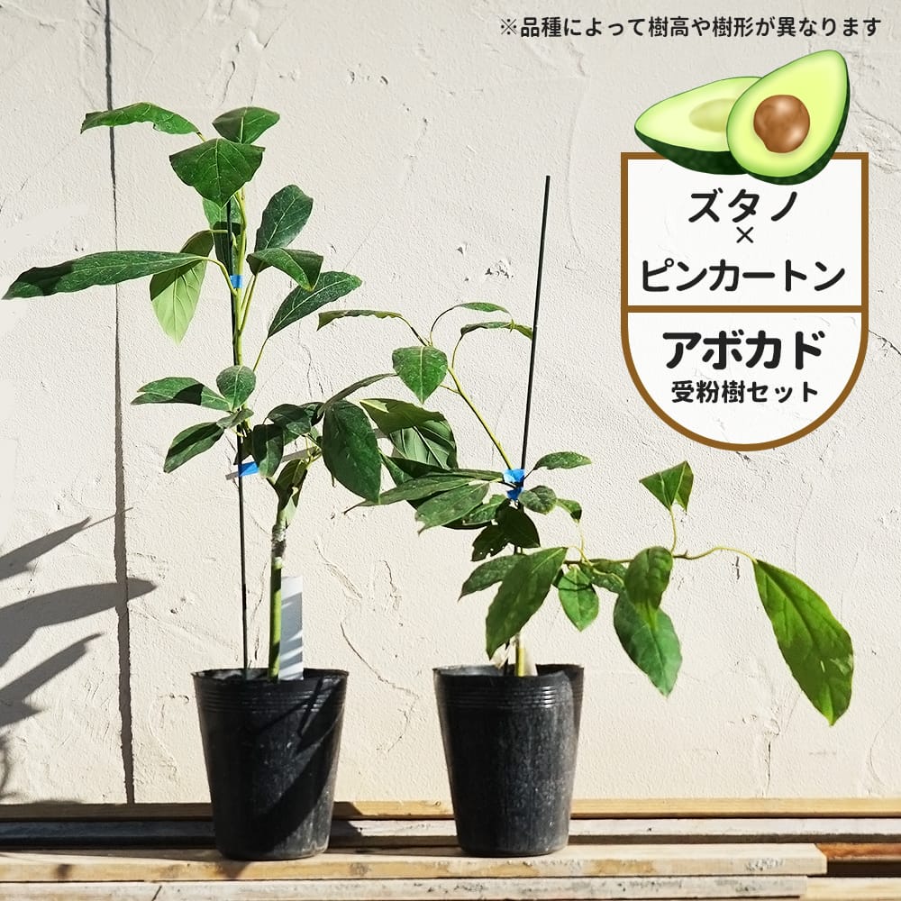 楽天市場】【ズタノ種】 アボカド Bタイプ 2年生 接木 苗木 単品 or