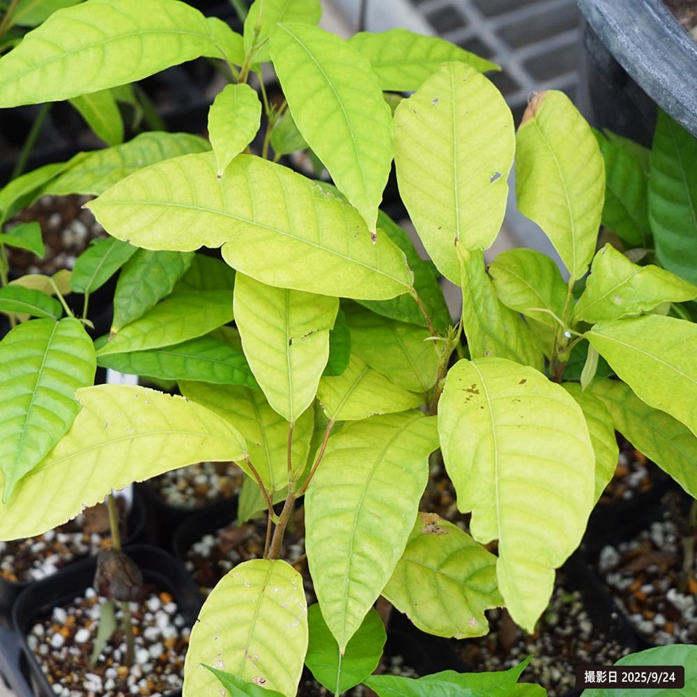 楽天市場】カカオ 【ナシオナル】 1年生実生苗 3号ポット : 苗木部