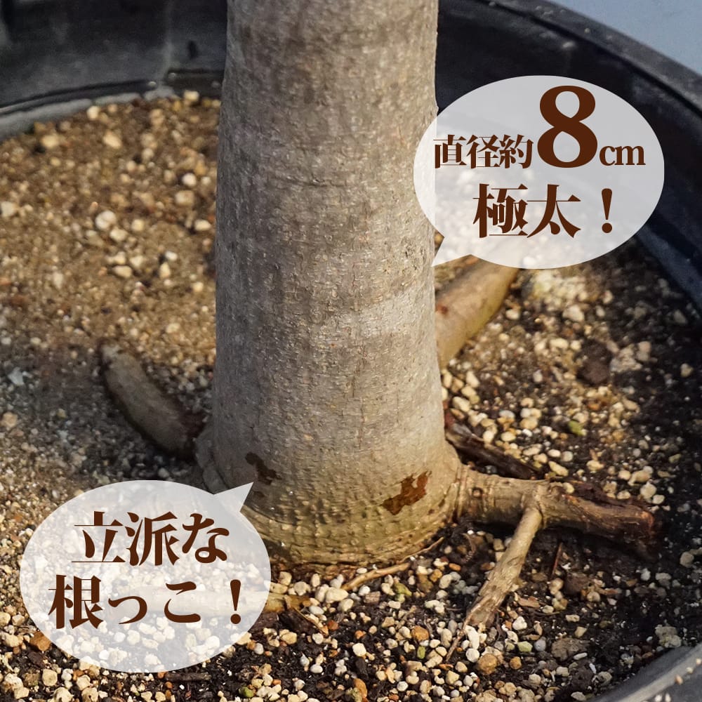 楽天市場】マンゴーの木 【玉文】 極太超特大苗 【大型宅配便】 北海道