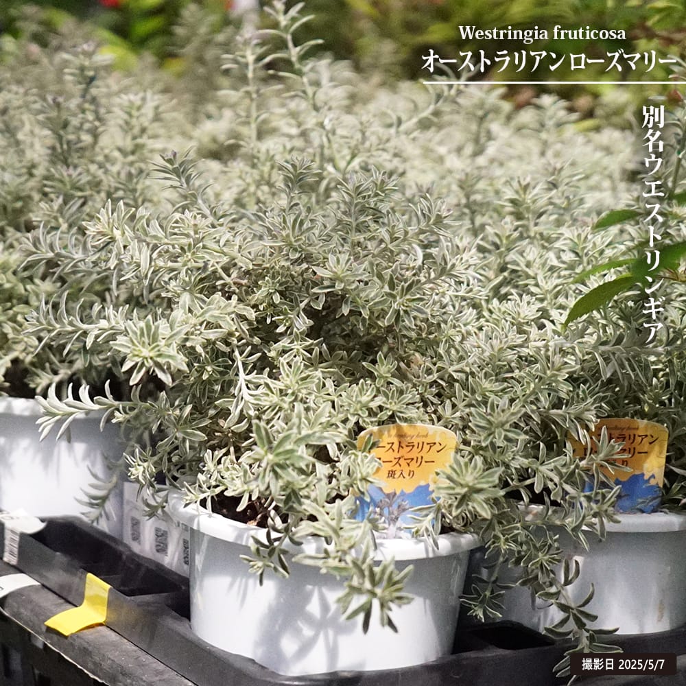 楽天市場】オーストラリアン ローズマリー 【斑入り】 4号鉢植え