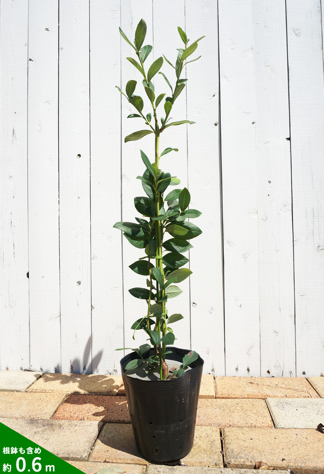 楽天市場】【ブライトウェル】 ラビットアイ系 2年生挿木苗