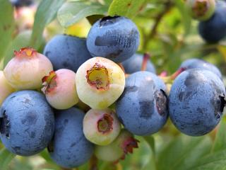 楽天市場】【ブリジッタ】 ノーザンハイブッシュ系 2年生接木苗