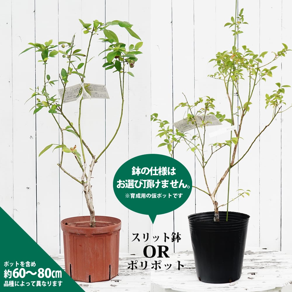 楽天市場】【マグノリア】 サザンハイブッシュ系 3年生接木大苗