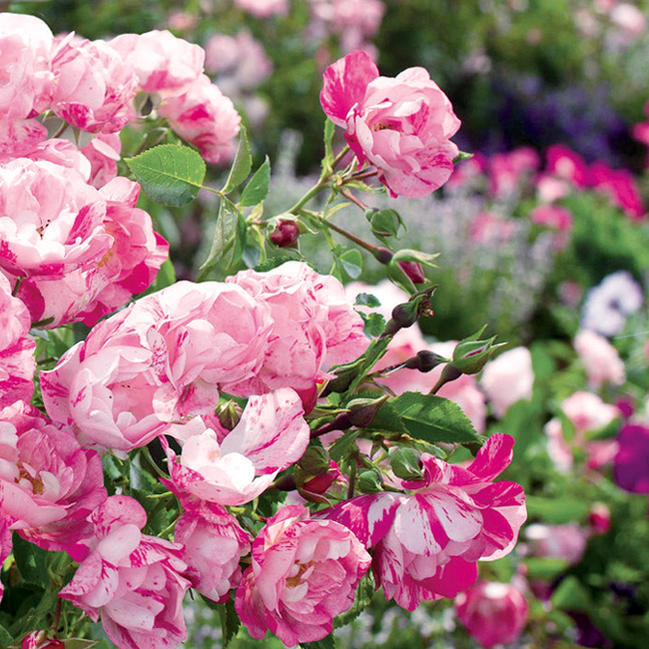 楽天市場】フラワーカーペットローズ 【ピンクスプラッシュ】 ポット苗