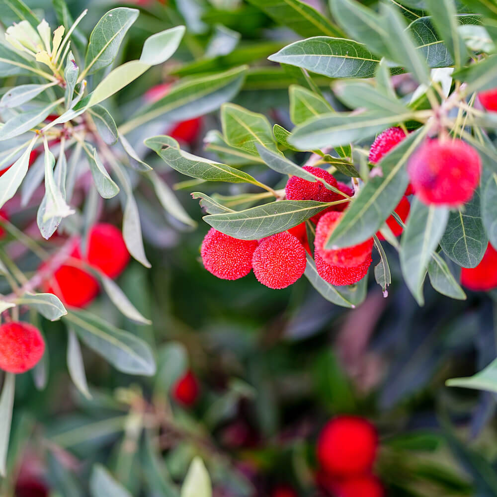 楽天市場】ヤマモモ 【森口 （メス）】 1年生接木苗 単品 or 受粉樹