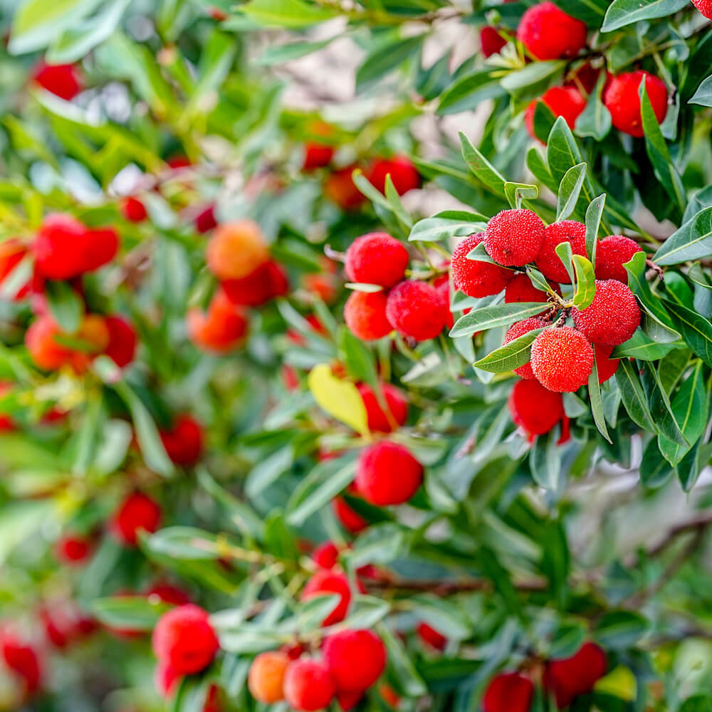 楽天市場】ヤマモモ 【瑞光 （メス）】 1年生接木苗 単品 or 受粉樹