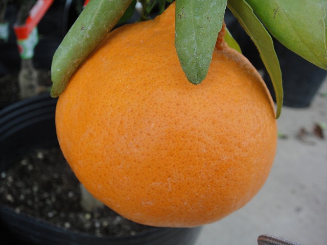 楽天市場】みかん 苗木 【麗紅】 オレンジ 3年生接木大苗 【産地で剪定