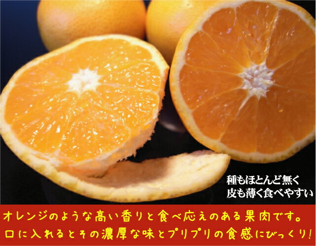 楽天市場】みかん 苗木 【津之輝】 3年生接木大苗 【産地で剪定済 1.1m
