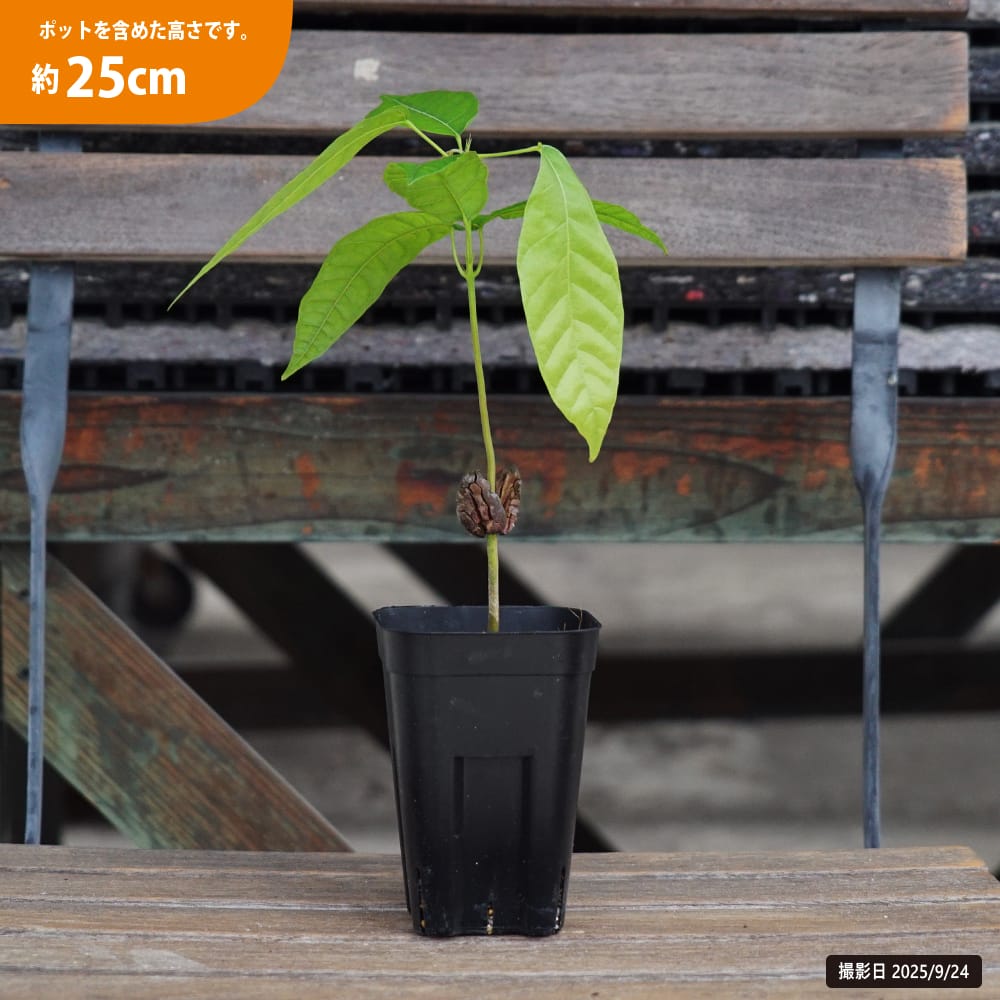 楽天市場】カカオ 【ナシオナル】 1年生実生苗 3号ポット : 苗木部