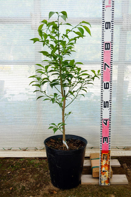 楽天市場】黄金柑 （ゴールデンオレンジ ） 3年生接木大苗 【産地で