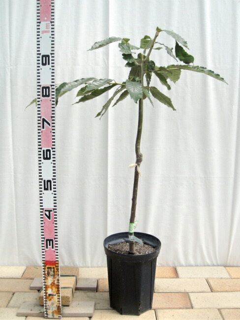 楽天市場】楽天スーパーセール対象商品 栗 苗木 【ぽろすけ】 2年生