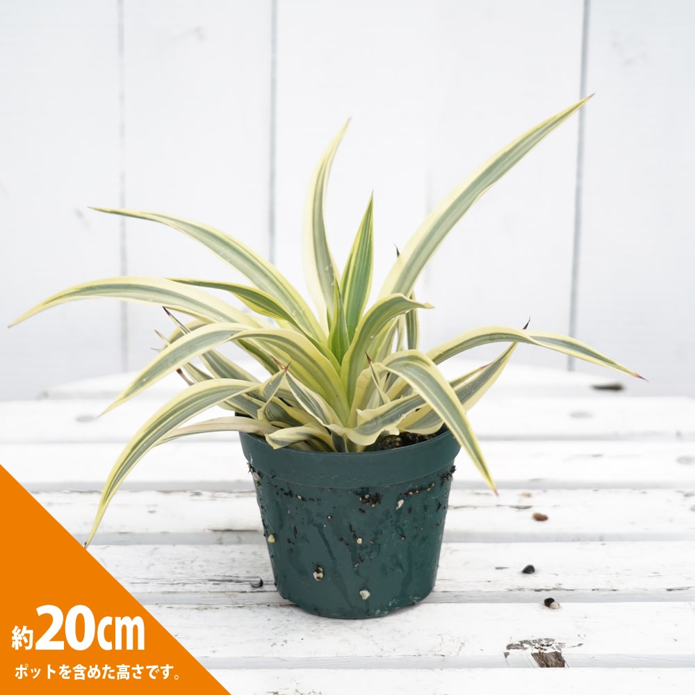 楽天市場】【ブライトスター】 ユッカ・グロリオサ ポット苗 耐寒性南