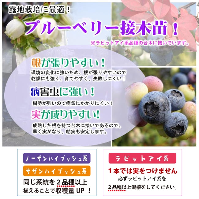 楽天市場】【ブリジッタ】 ノーザンハイブッシュ系 2年生接木苗