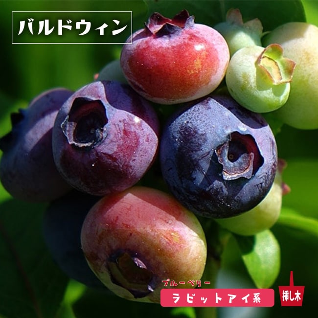 楽天市場】【バルドウィン】 ラビットアイ系 2年生挿木苗 ブルーベリー