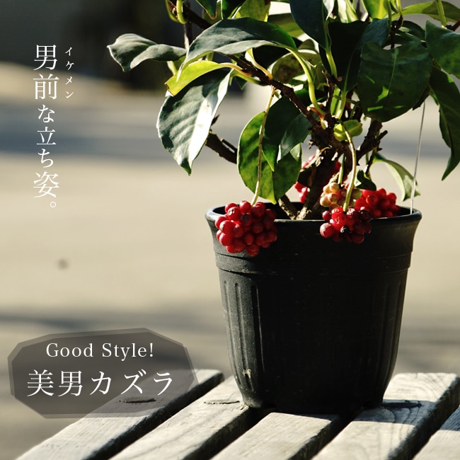 楽天市場】美男カズラ （ビナンカズラ） ポット苗 : 苗木部 by 花