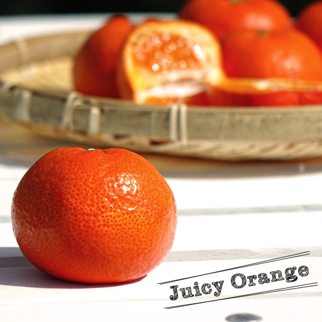 楽天市場】みかん 苗木 【小原紅早生】 みかん 3年生 接木 大苗 【1.0m