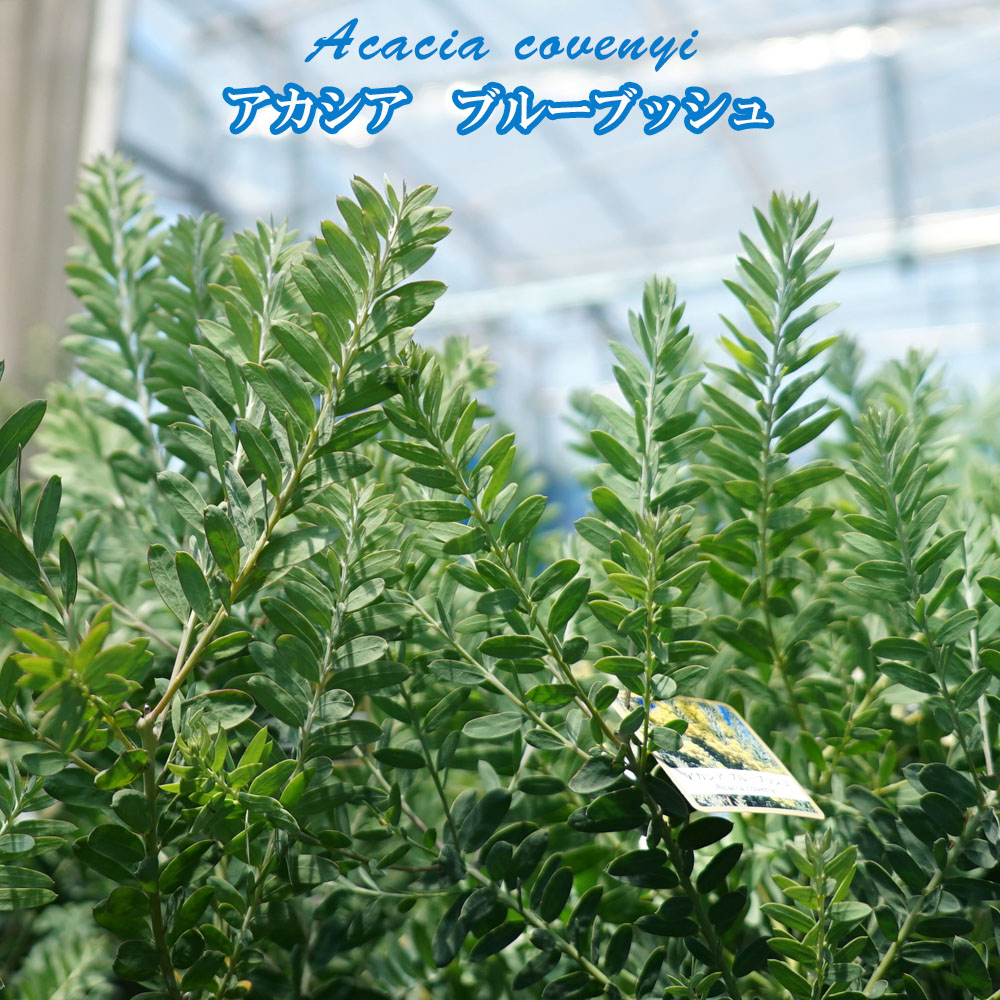 楽天市場】アカシアの木 【ブルーブッシュ】 4号ポット苗 : 苗木部
