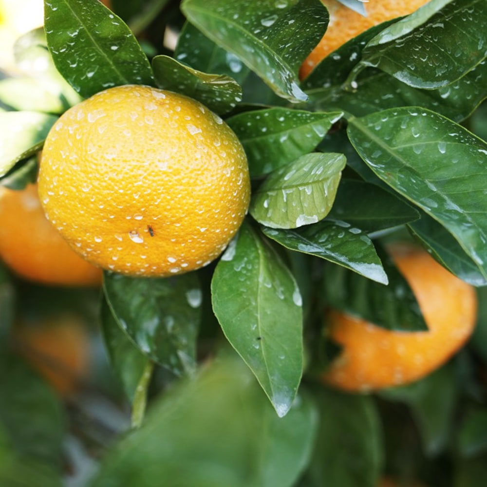 楽天市場】みかん 苗木 【日南1号】 極早生温州みかん 2年生接木苗