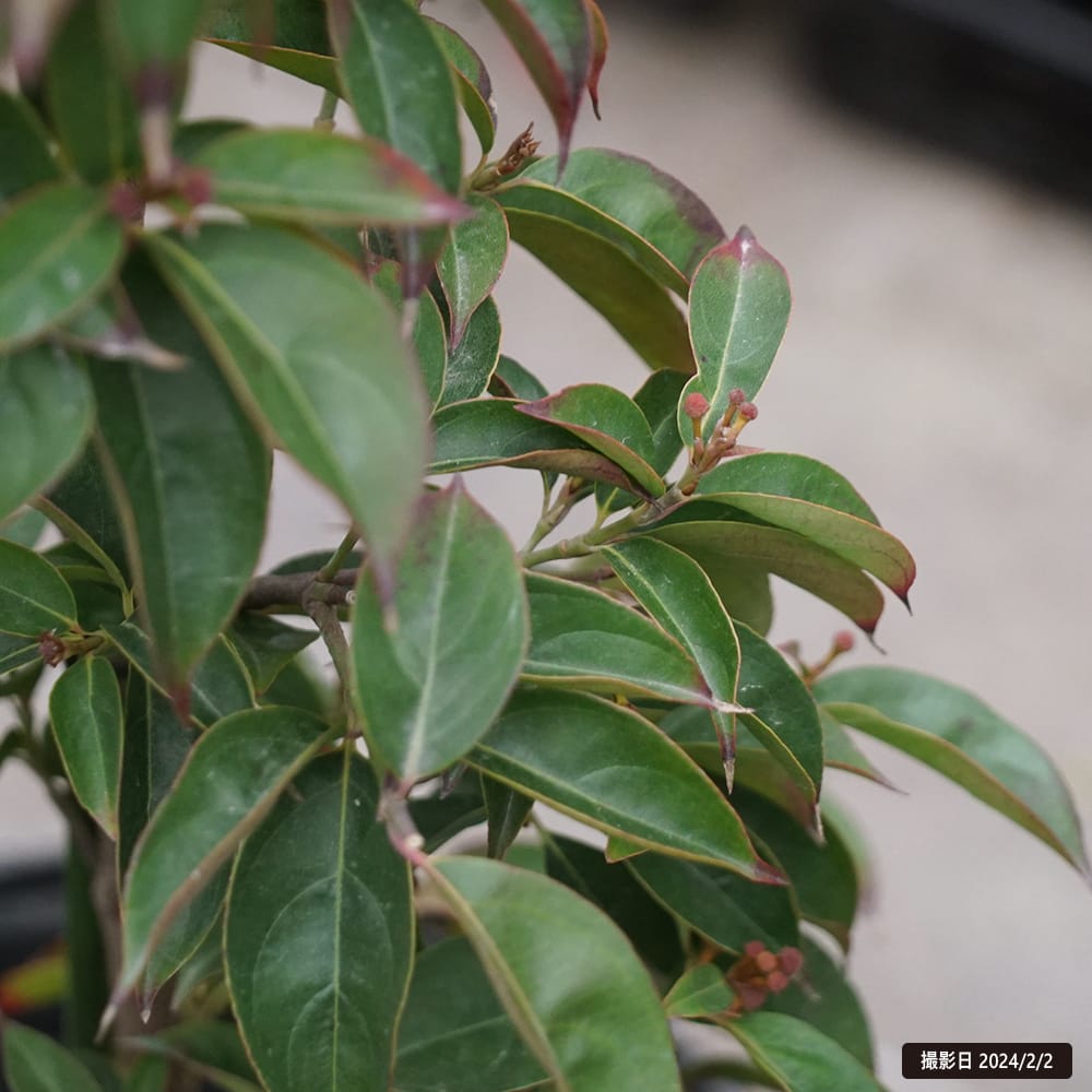 楽天市場】常緑ヤマボウシ 【サマーレッドペイジ】 根巻き大苗 PVP