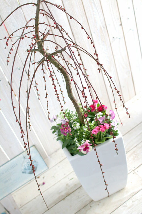 楽天市場】花うるるの和モダン鉢 寄せ植え「しだれ咲き花梅」玄関 ウメ