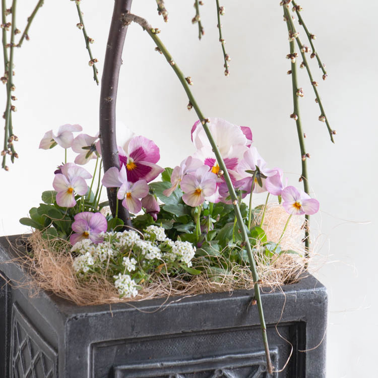 楽天市場】花うるるの和モダン鉢 寄せ植え「しだれ咲き花梅」玄関 ウメ