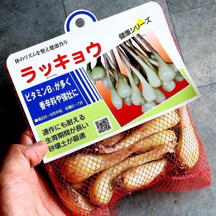 楽天市場】「 ラッキョウ 150g(宮崎県産）種根」種 国産 らっきょう