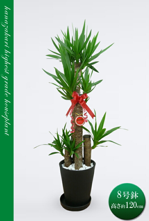 楽天市場】観葉植物 大型 ユッカ エレファンティペス 青年の木 8号鉢
