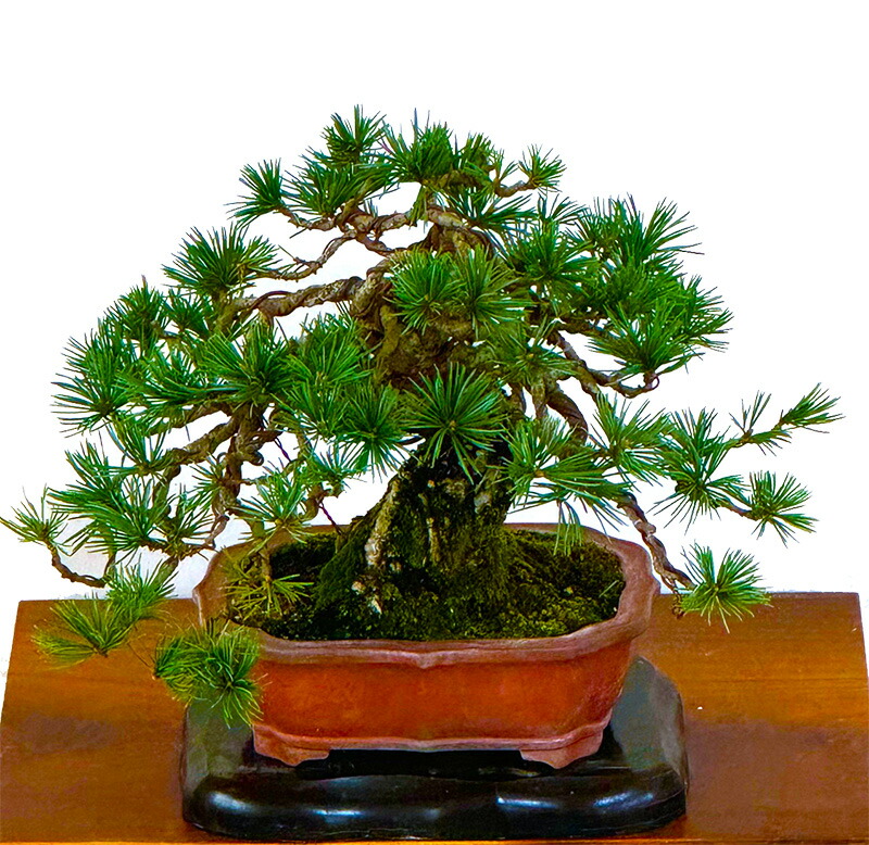 楽天市場】盆栽 松 希少 高級 一点物 現品お届け 樹齢40年 実生 赤石
