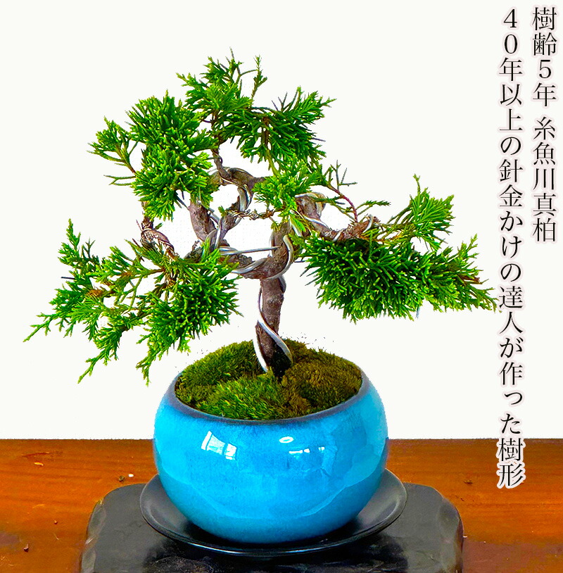 楽天市場】盆栽 真柏 糸魚川真柏 挿し木 模様木 捻転幹 選べる鉢色3,5