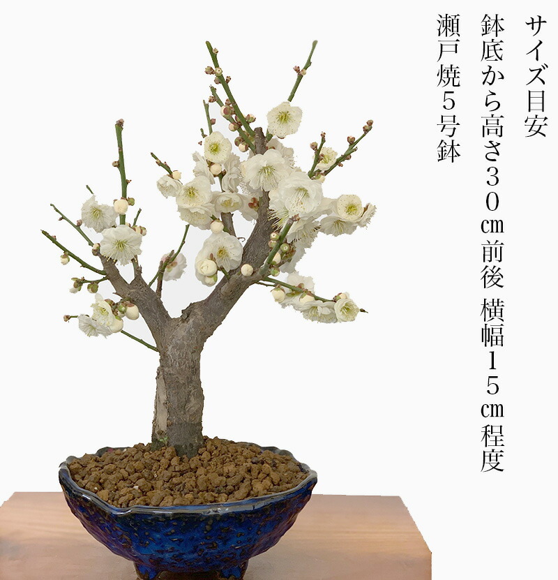 楽天市場】盆栽 梅 白梅 一級品 玉牡丹 60前後の花芽付 八重咲 中大輪
