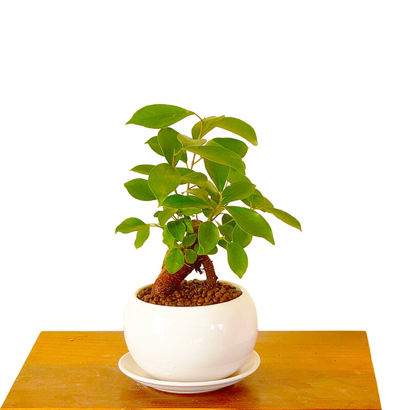 楽天市場 | 花心盆栽 楽天市場店 - ガジュマルミニ盆栽の5つの魅力と育て方