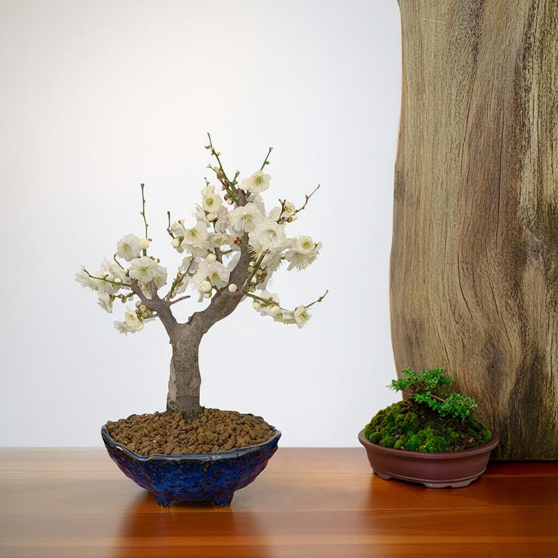 楽天市場】盆栽 梅 白梅 八重咲 玉牡丹 全高25センチ前後 80個以上の