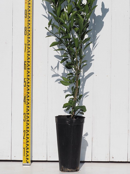 楽天市場】□優良2年生大苗□ みかん 苗木 【種なし小みかん 無核紀州