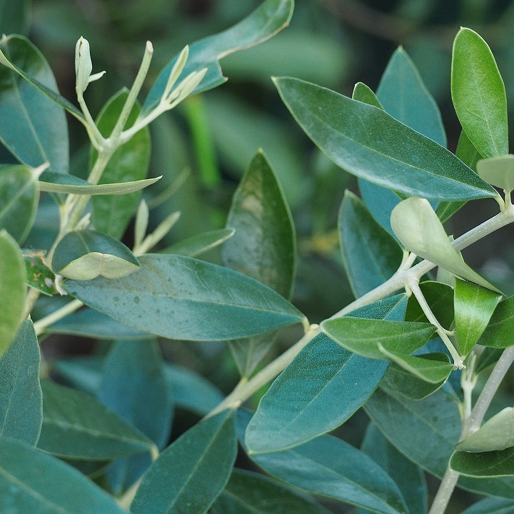 楽天市場】オリーブの木 苗木 【カラマタ】 接ぎ木苗 ポット苗