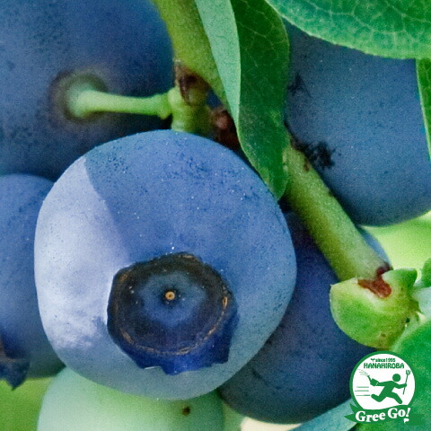 楽天市場】ブルーベリー 苗 【シャープブルー （サザンハイブッシュ系