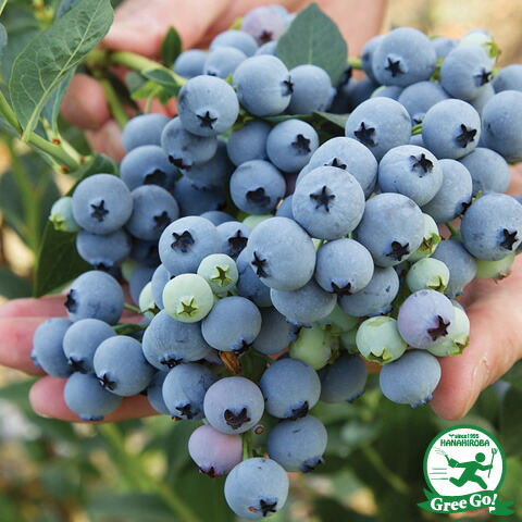 楽天市場】ブルーベリー 苗 【ブライトブルー （ラビットアイ系）】 2